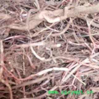 野生茜草 精选新品促销 产地 河南省图3