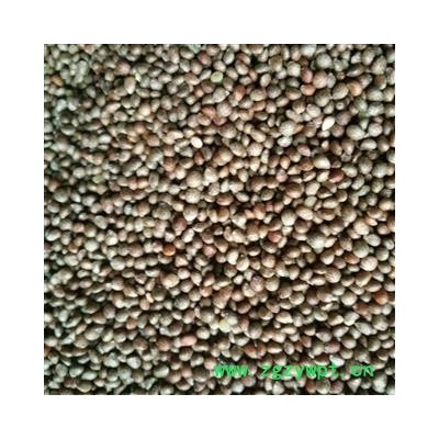 紫苏子 紫苏子净货 产地 河南省