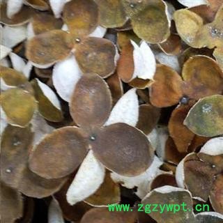 陈皮 广陈皮 新会陈皮 三年老陈皮 产地 广东省图2