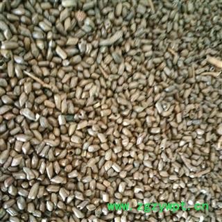 炒决明子 泡茶用炒决明子  国产决明子选货 产地 安徽省图2