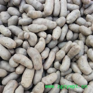 吉康药业山药 山药豆小白嘴山药豆图2