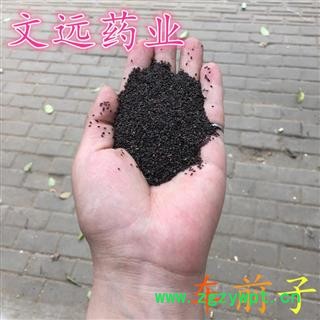 车前子 车前子净货 产地 江西省九江市图3