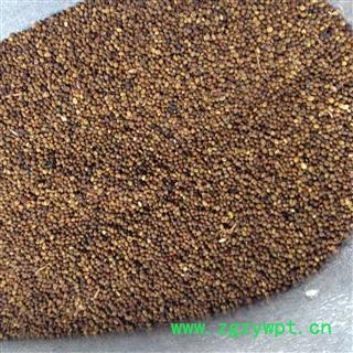 菟丝子 内蒙货 水洗 产地 内蒙古自治区赤峰市红山区图3