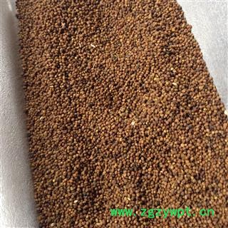 菟丝子 内蒙货 水洗 产地 内蒙古自治区赤峰市红山区图2