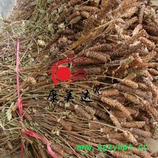 夏枯草 夏枯球 统货 产地 河南省濮阳市濮阳县图2