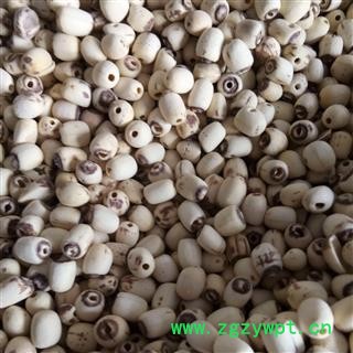 白莲子 江西空心剥皮白莲子统货 产地 江西省图2