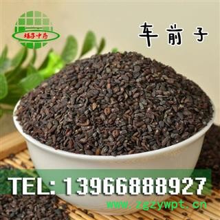 车前子 选货 没有杂质 产地 江西省鹰潭市月湖区 买好药找娟子图2