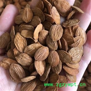 娟子中药 桃仁 山桃仁选货 产地 山东省图2