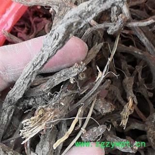 野生丹参 丹参 产地 河南省平顶山市汝州市图3