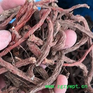 野生丹参 丹参 产地 河南省平顶山市汝州市图4