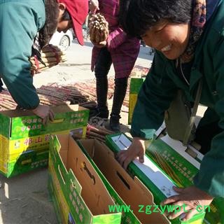 吉康药业山药 鲜山药小白嘴山药5斤装图3