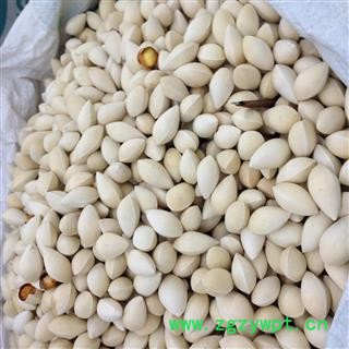白果 白果仁 银杏仁 白果选 产地 江苏省 批发各种冷背中草药个子图2