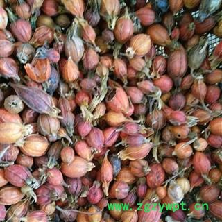 栀子 江西栀子统个 产地 江西省图2