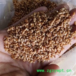 柏子仁 柏子仁选货 产地 山东省图2