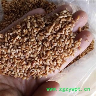 柏子仁 柏子仁统货 产地 山东省图2