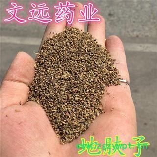 地肤子 统装 产地 河南省南阳市宛城区图2