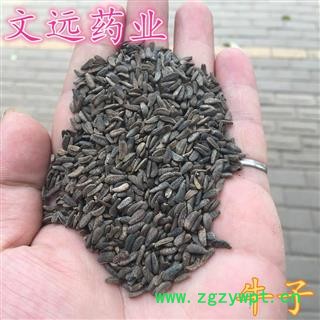 牛蒡子 牛子 牛大力 大力子 净货 产地 甘肃省定西市陇西县图2