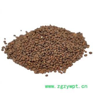 急性子 统 产地 安徽省黄山市休宁县图2