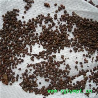 急性子 统 产地 安徽省黄山市休宁县图3