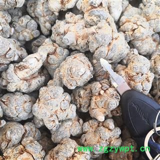 新辉药业三七  水洗不打蜡30头三七 适合打粉图2