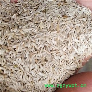 巨胜子 白巨胜 白苣胜 产地 河北省邯郸市邯山区图3