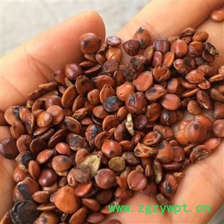 酸枣仁 酸枣仁饱满精选货 炒酸枣仁 产地 海外 买好药材找娟子图2