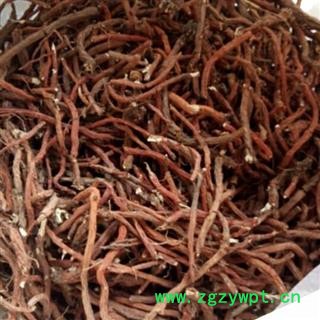 丹参 选种植丹参条 产地 河南省平顶山市汝州市图2