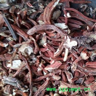 丹参 选种植丹参条 产地 河南省平顶山市汝州市图4