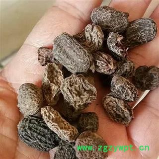木天蓼子 虫瘿木天蓼  统货 产地 贵州省图2