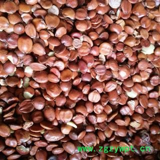 酸枣仁 统货 产地 海外图2