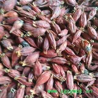 栀子 大选个 产地 福建省图2