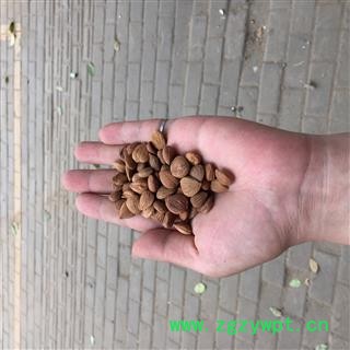 苦杏仁 杏仁 产地 河北省图2