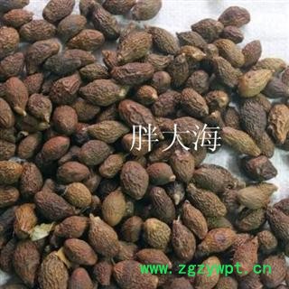 胖大海 统装 产地 广西壮族自治区南宁市市辖区图3