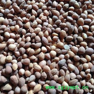 郁李仁 郁李仁统货 产地 内蒙古自治区图2