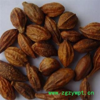 诃子 生诃子 诃子肉 统 产地 青海省图2