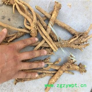 新辉药业中药材黄芩 优质选货图2