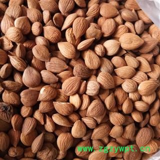 苦杏仁 苦杏仁精选货 产地 山西省图2