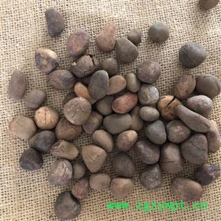 大风子 大风子 统货  产地 广西壮族自治区 买好药找娟子图3