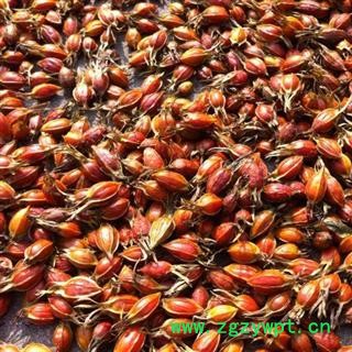 栀子 野生 江西红栀子 黄栀子 含量足 产地 江西省 买好找娟子图2