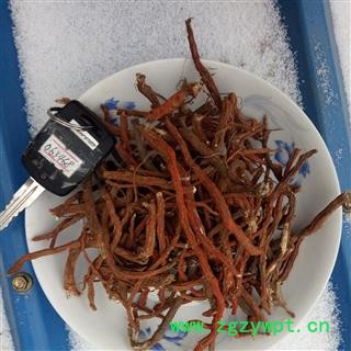 丹参 选条 产地 河南省平顶山市汝州市图4