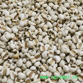 娟子中药  薏仁 大粒薏米仁 产地 贵州省贵阳市南明区图3