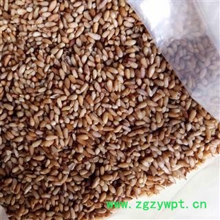 柏子仁 柏子仁精选货 产地 山东省图2