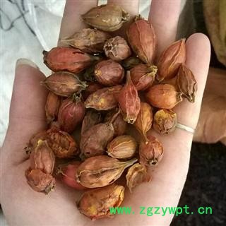 栀子 统装 产地 江西省宜春市市辖区图4