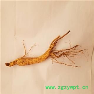 长白山 山参 小支 5克左右 经济实惠图2