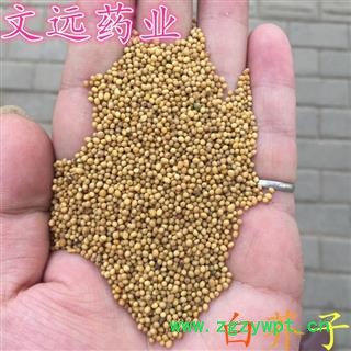 白芥子 统装 产地 四川省德阳市市辖区图2