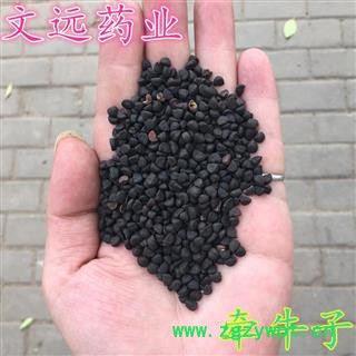 二丑 牵牛子黑丑二丑 产地 河南省图2