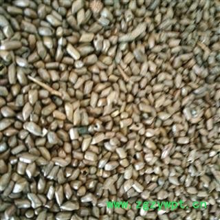 决明子 炒决明子 决明子茶 国产决明子选货 产地 山东省图2