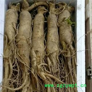 新辉药业长白山鲜人参 鲜土参图2