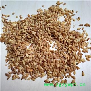 柏子仁 一般选货 产地 山东省图2