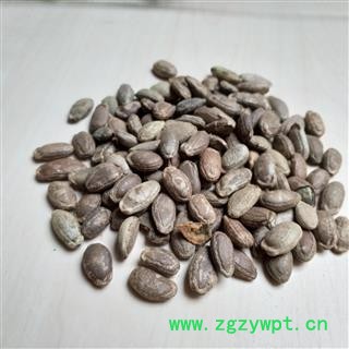 瓜蒌仁 双边 统货 产地 河北省图3
